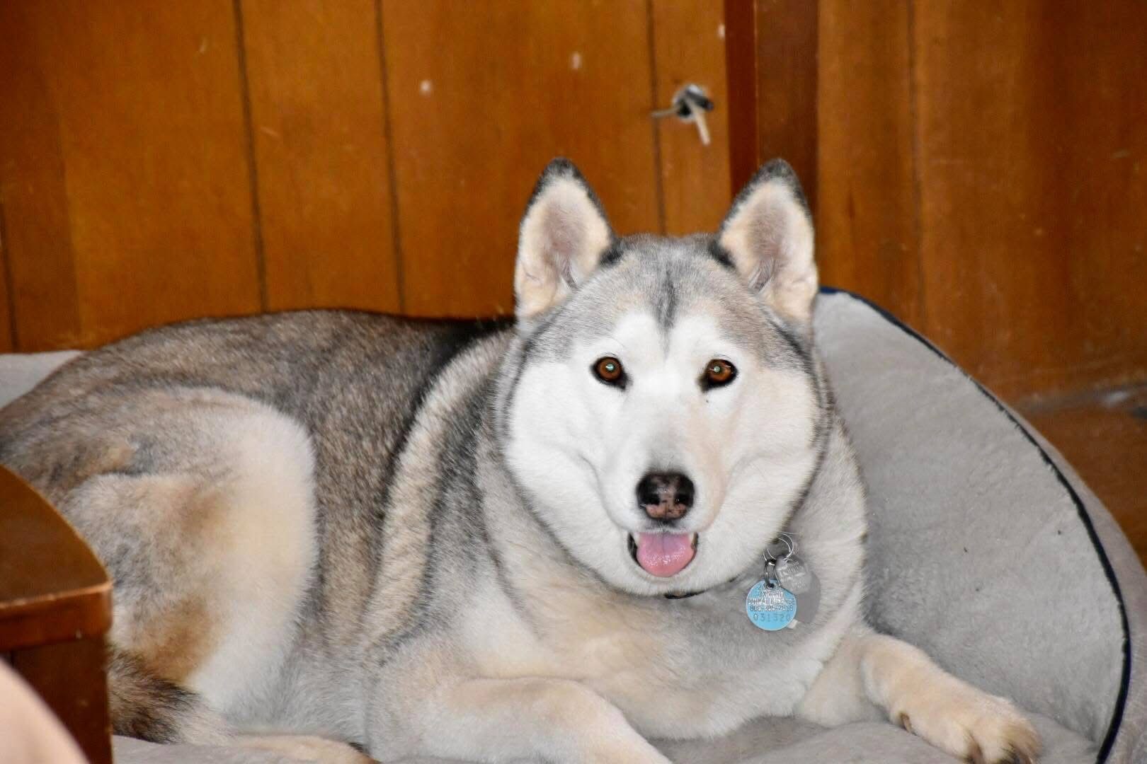 Siberian Husky