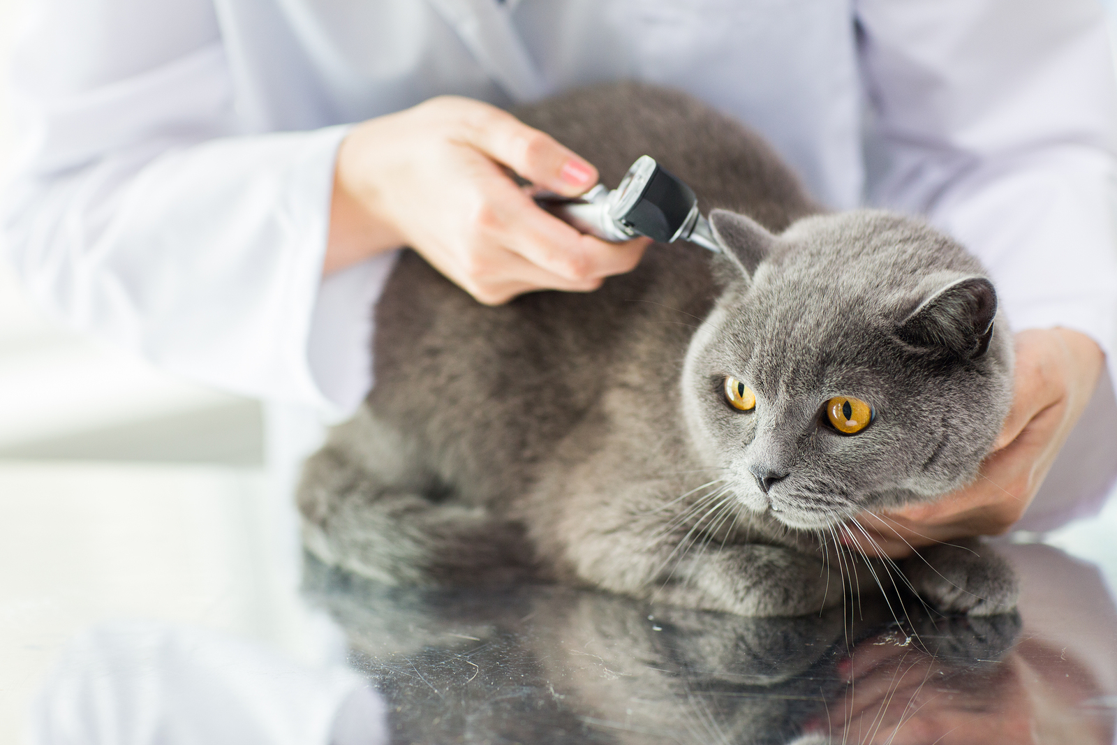 Cat getting a pet wellness exam.