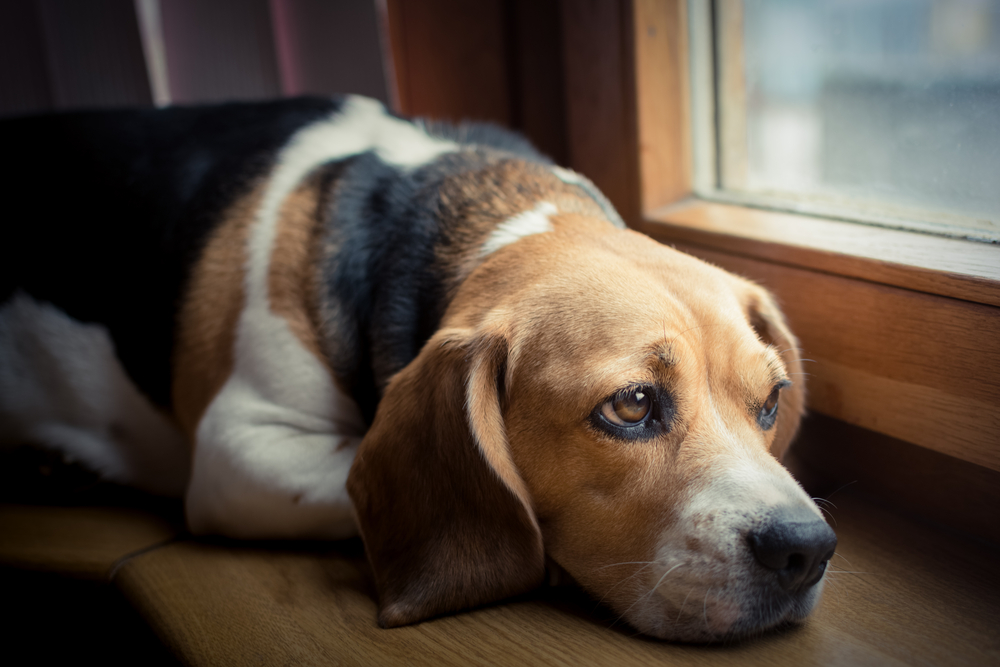 Beagle dog with Pet Illness needs care.