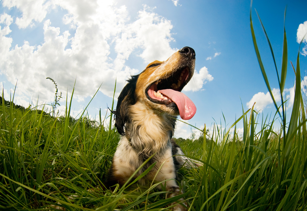 dog smiling while laying in a field of grass