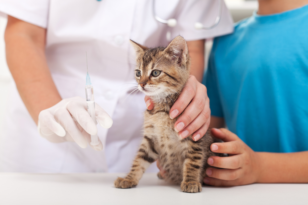 Cat getting vaccinations in Phoenix.