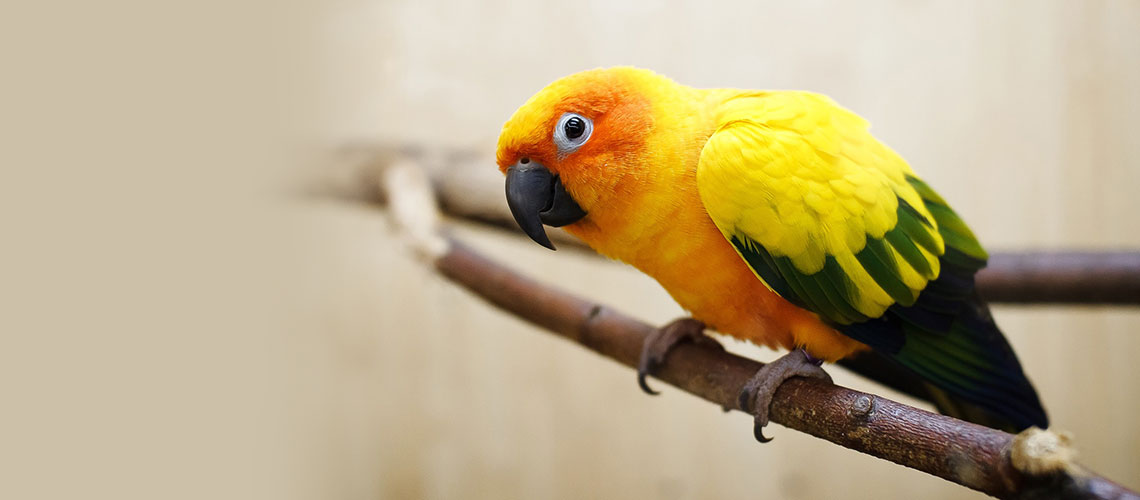 Quality Bird and Exotic Animal Care in Phoenix