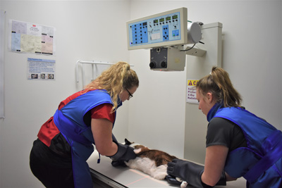 Staff preparing cat for xray