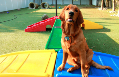 dog in daycare play yard