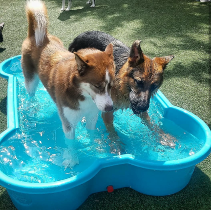 Daycare dogs playing in pool