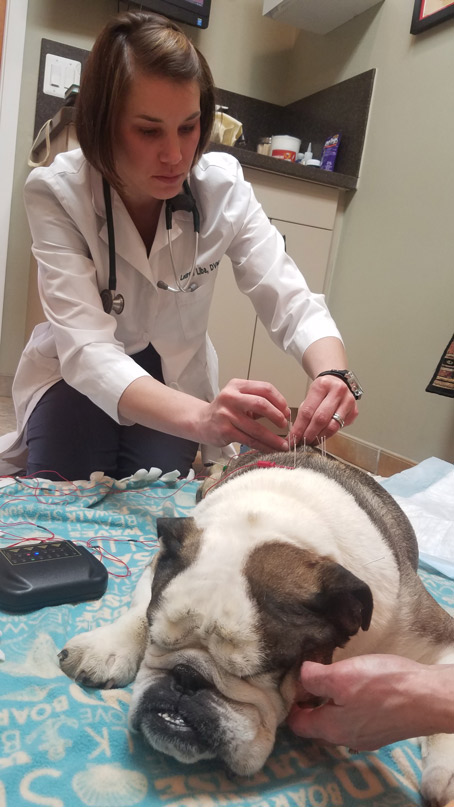 Dr. Liba performing pet acupuncture on Bulldog
