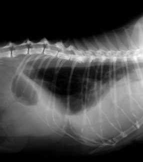 Digital X-Ray for Pets