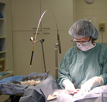 veterinary-surgery