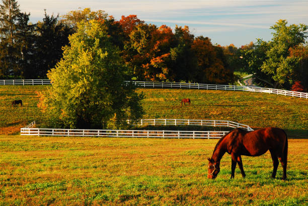 horsefallfields