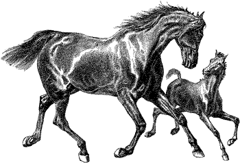 Marefoal