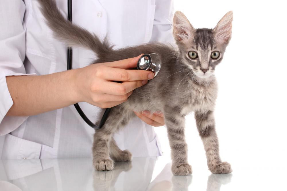 Cat getting checked by veterinarian.