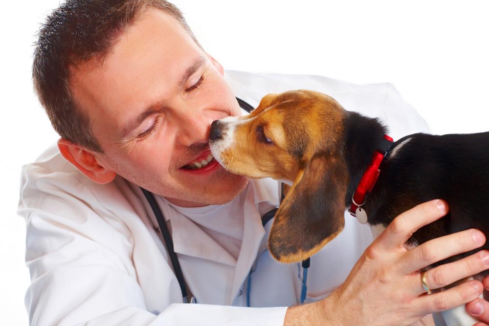 Beagle puppy licking the veterinarians face after surgery. 