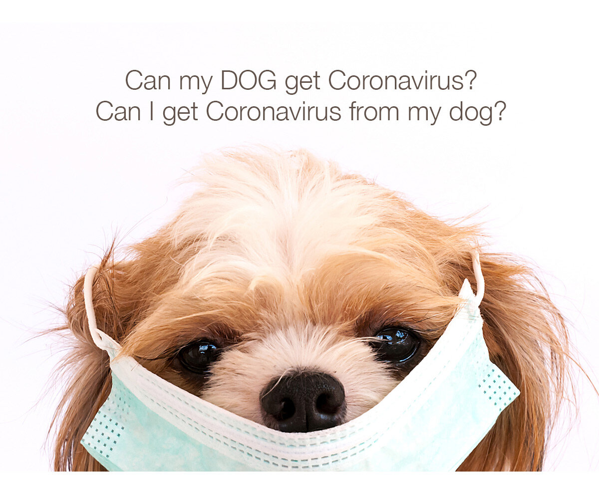 Can My Dog Get Coronavirus?