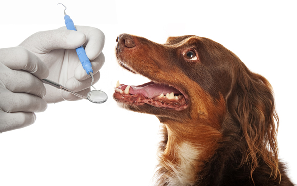 Pet dog and cat dental care