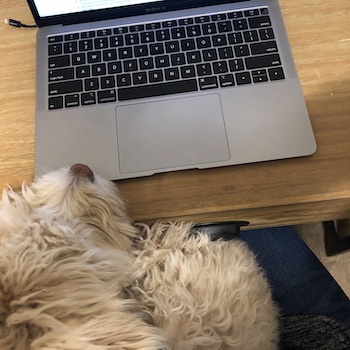 Working from home with pets