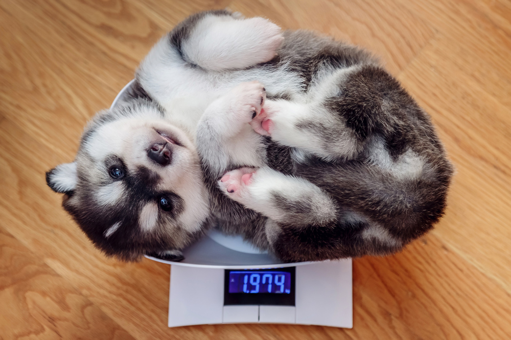 Fuzzy puppy on a scale