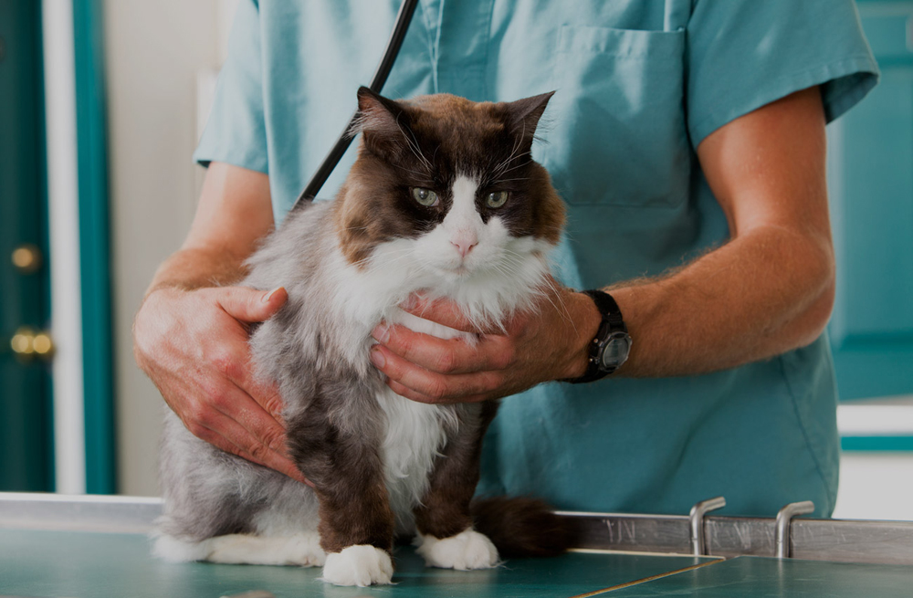 cat being examined by its veterinarian