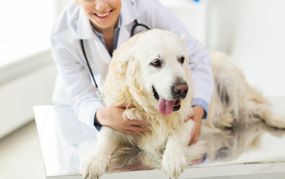 dog getting preventative treatment at vet