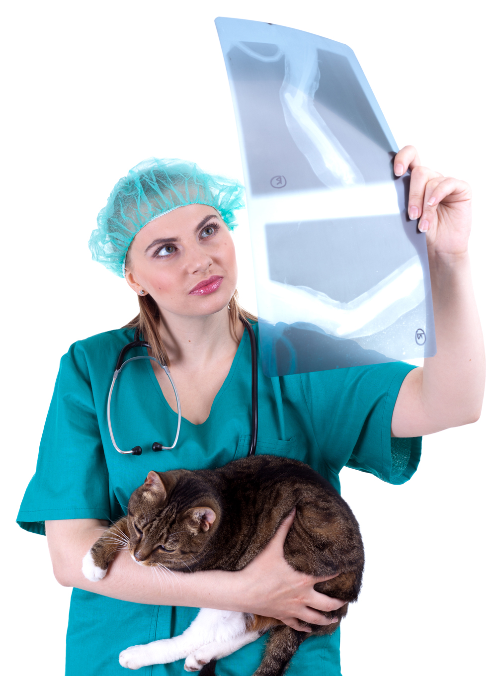 pet surgery at Katy area veterinarian
