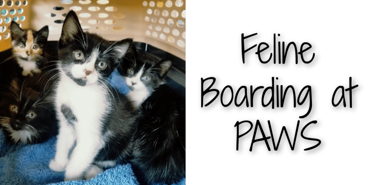 feline boarding.jpg