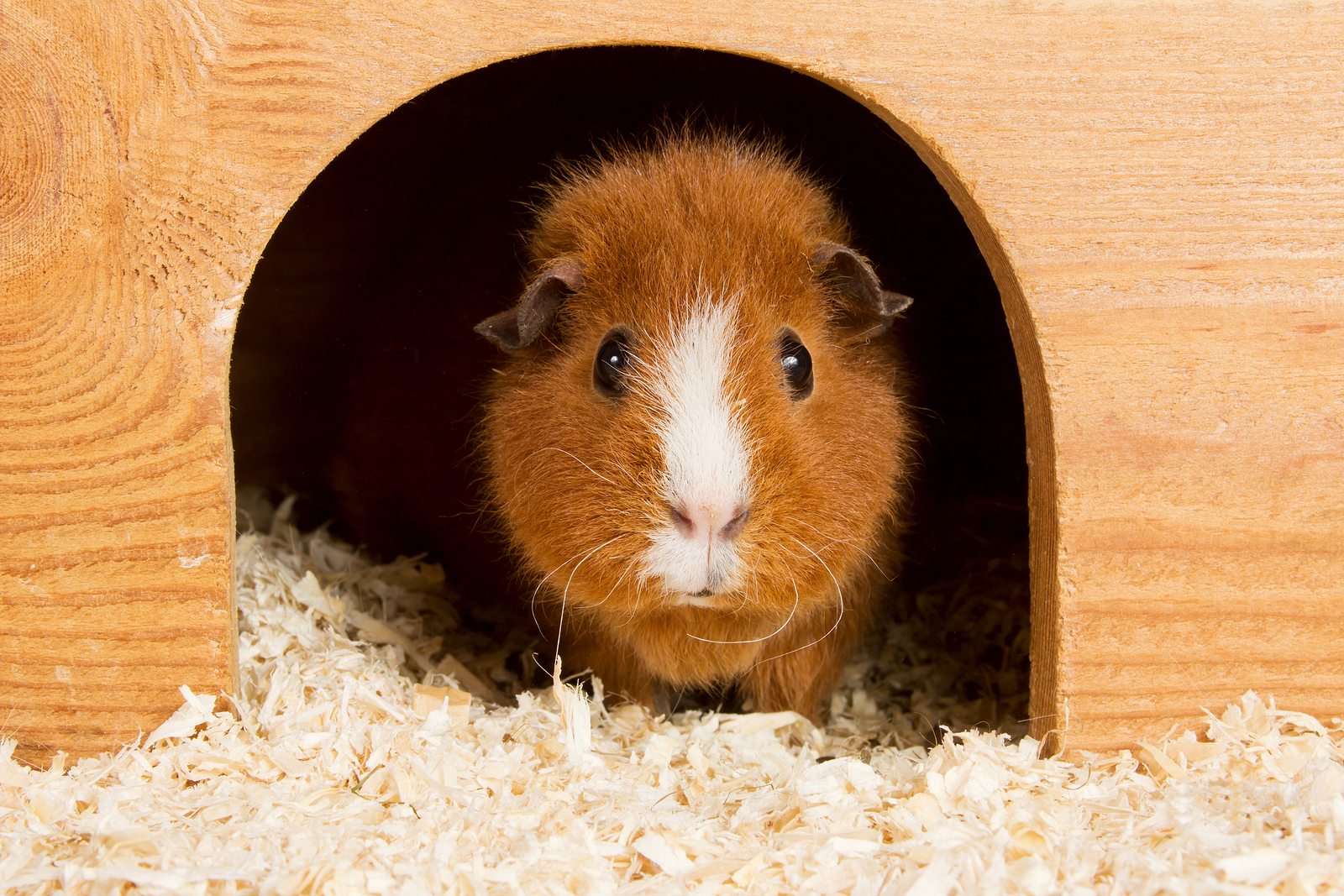 hamster exotic pet care