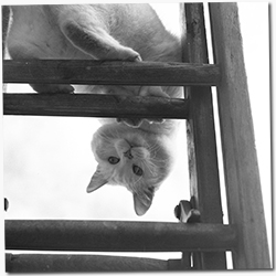 Black and White Photo of a cat on a ladder