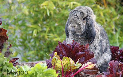 Handsome lop rabbit in the garden