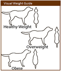 Visual weight guide - dog
