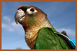 Photo of a Conure. All Rights Reserved - We cannot grant permission to use photo
