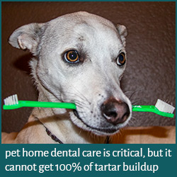 Dental Home Care for Pets. Photo of a dog holding a toothbrush in her mouth.