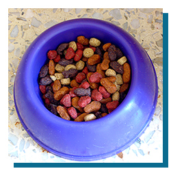 Dog food in a bowl: reading dog food labels