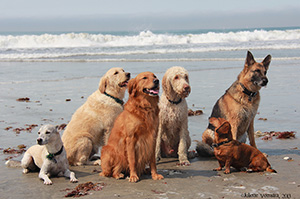 Group of Dogs at the Beach