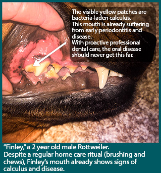 Dog teeth showing early dental disease. Preventative professional veterinary dental cleanings.
