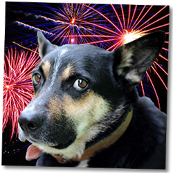 Fireworks Fear in Dogs - a common 4th of July Danger