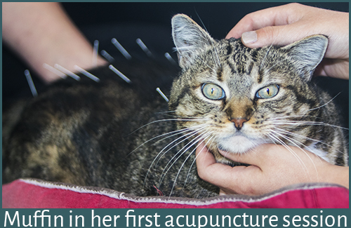 Muffin the Cat getting her first acupuncture. All Rights Reserved. Photo by Clockwork Carousel Photowerks