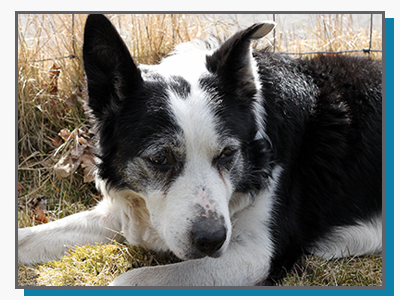 Photo: Old dog laying on hay bale - Canine Arthritis