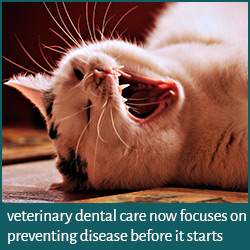 Veterinary Dental Care. Picture of cat yawning and showing teeth.