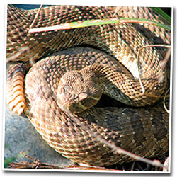 Rattlesnake Photo