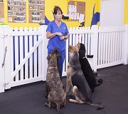 daycare dog training