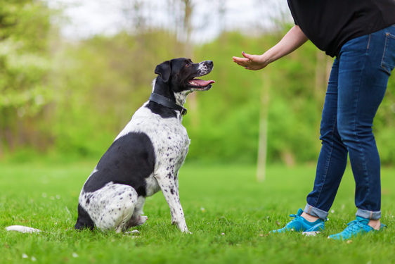 Common Behavioral Issues in Dogs