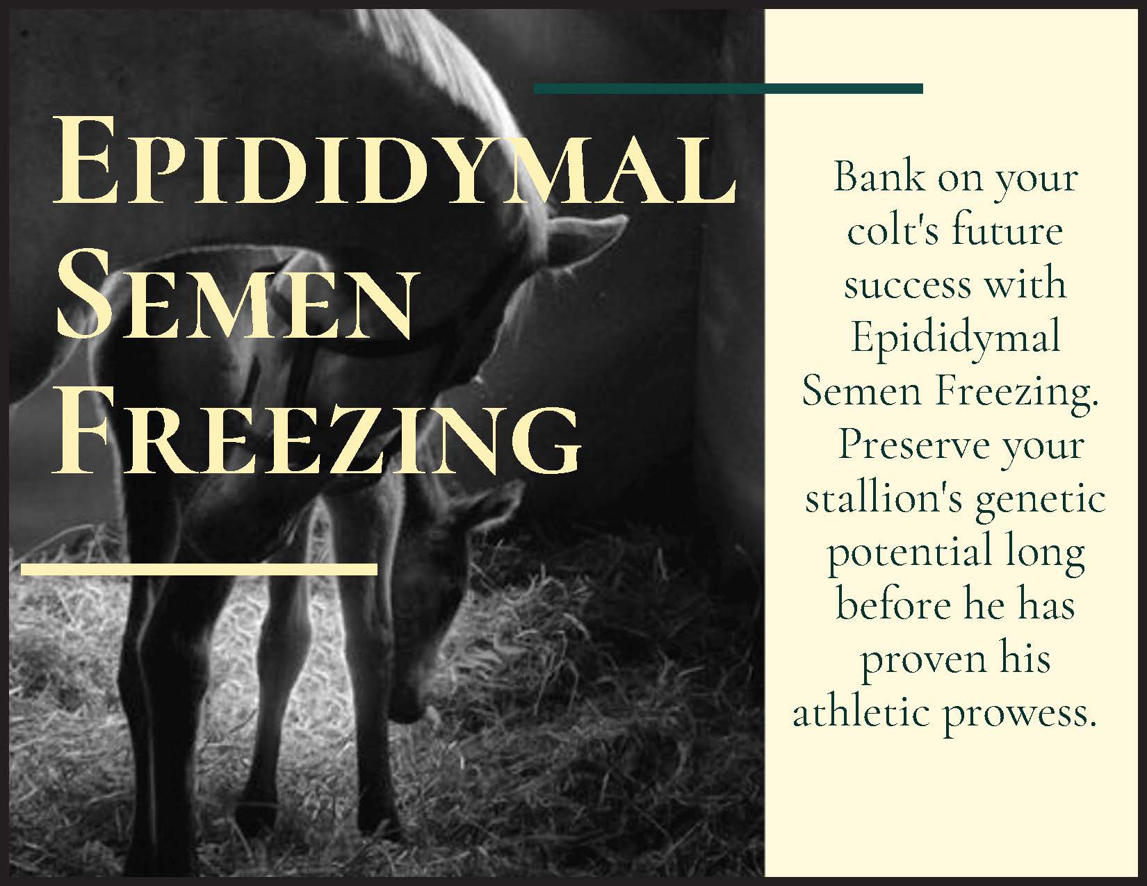 Epididymal Semen Freezing