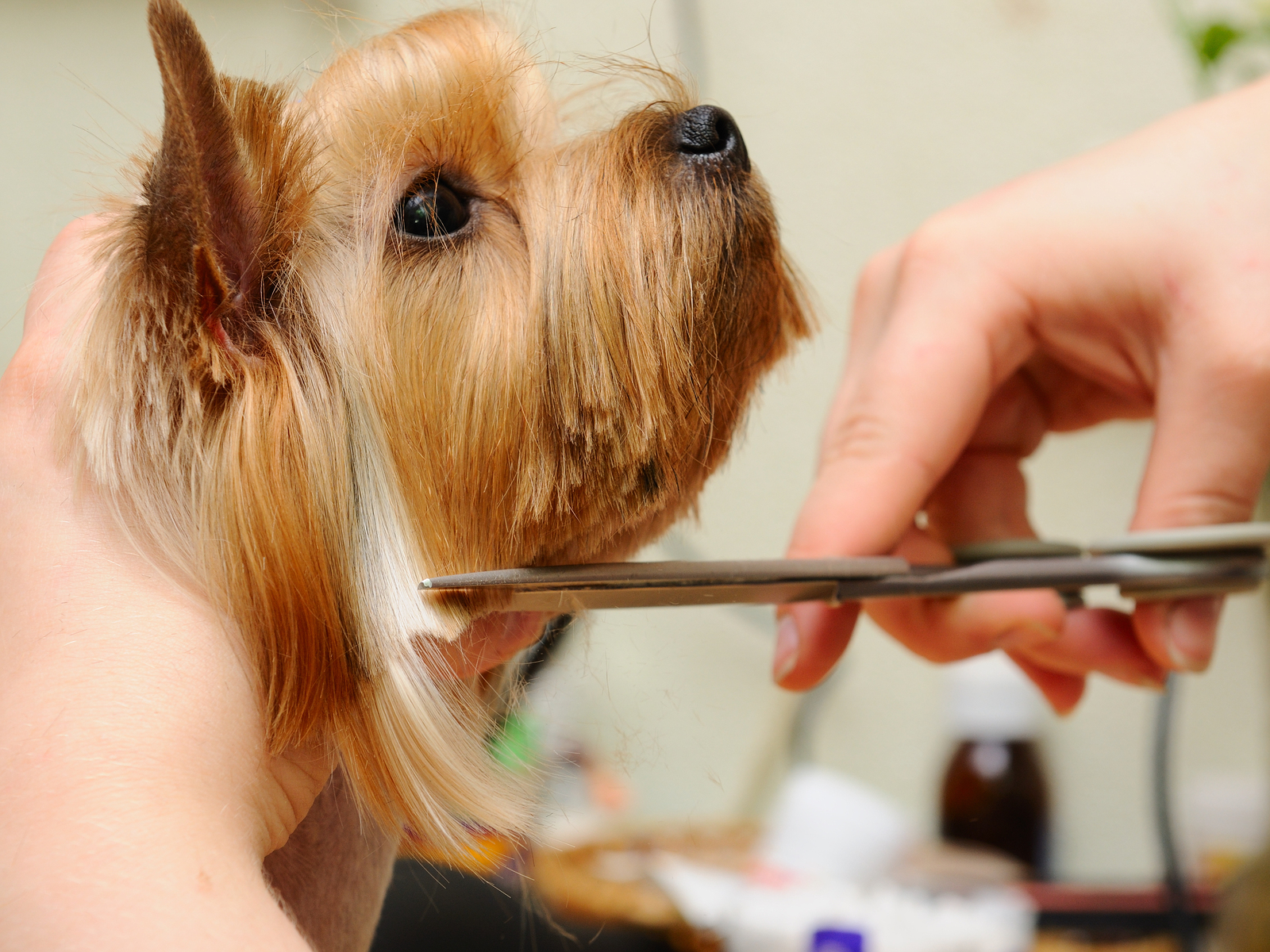 Veterinarian grooming a dog