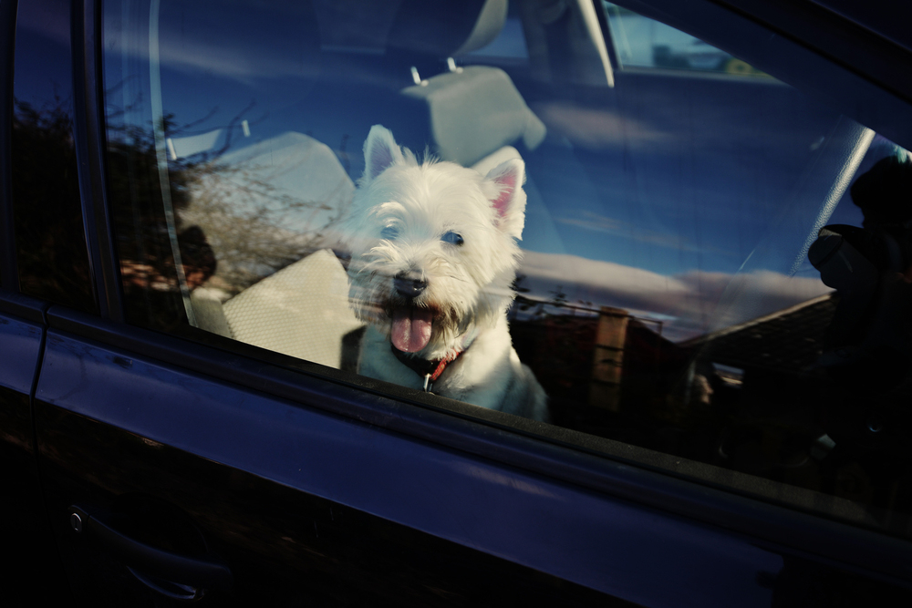 dog sitting in passenger seat of car