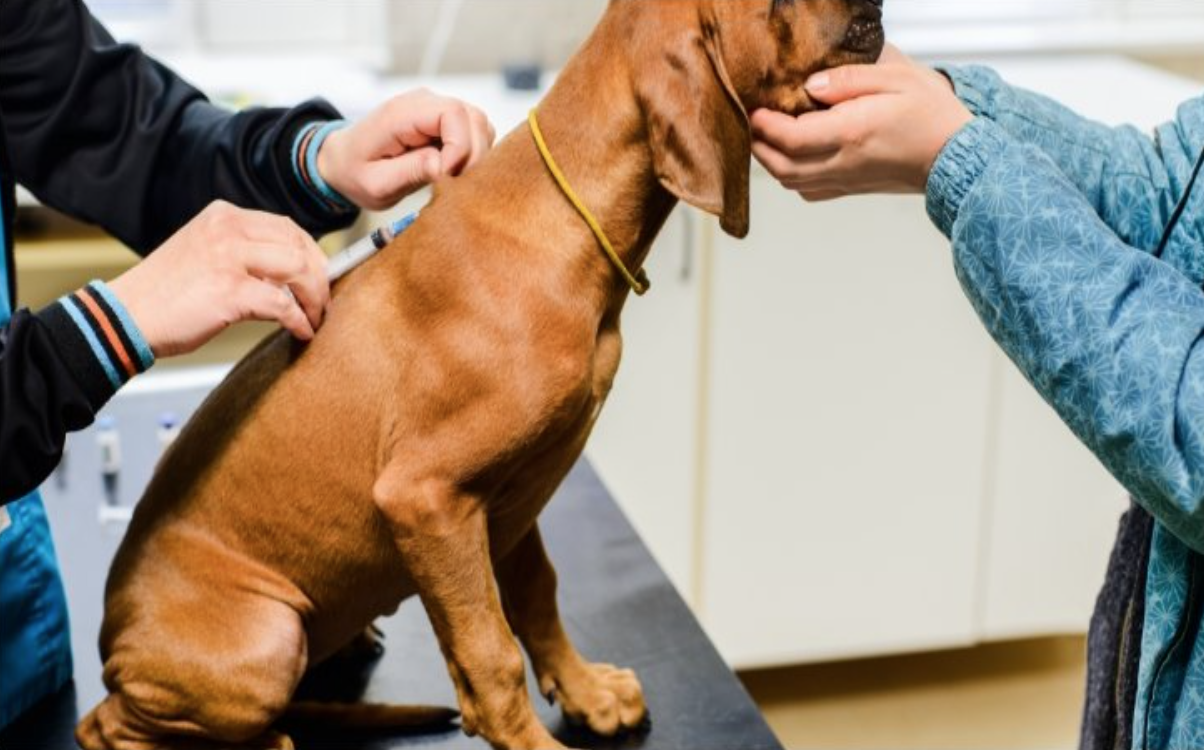 puppygettingvaccine