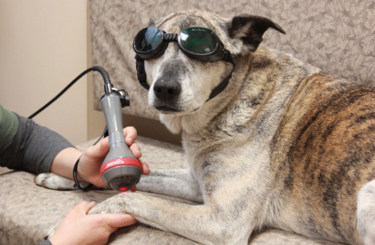 dogwithgoggles