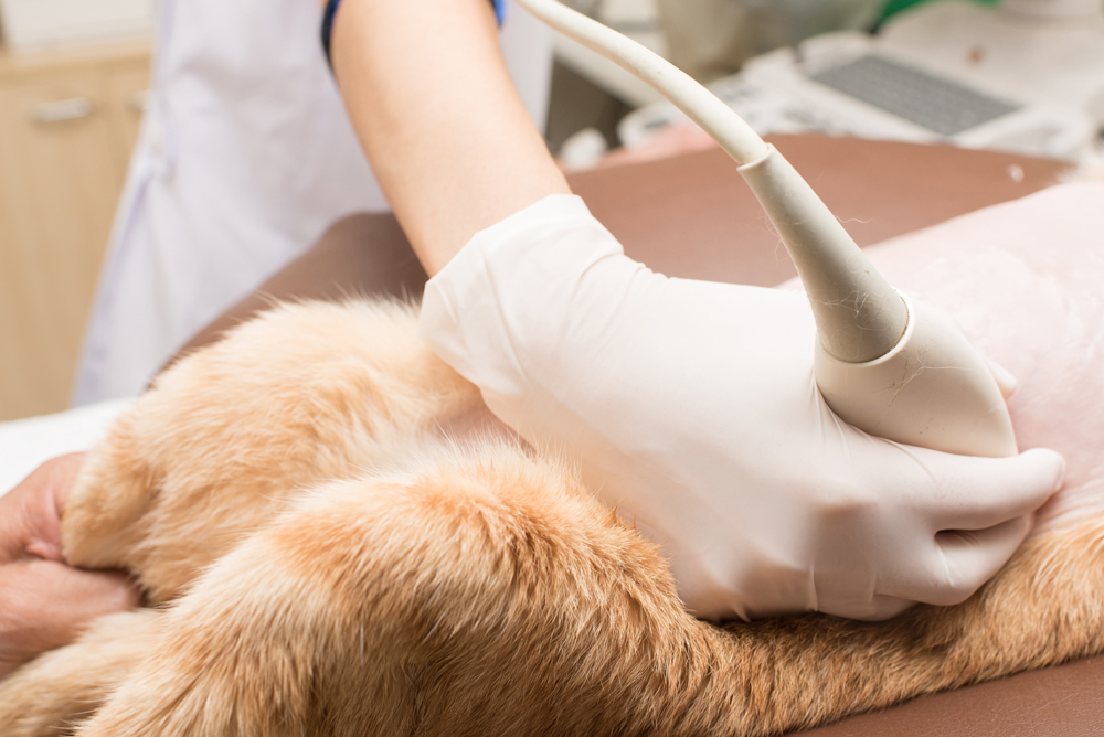 pet receiving laser therapy from its veterinarian