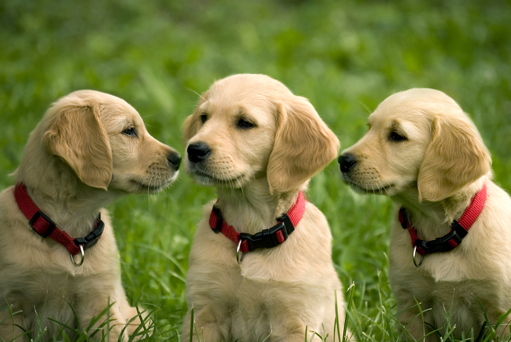 puppy golden retrievers