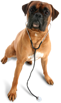 Dog Wearing Stethoscope