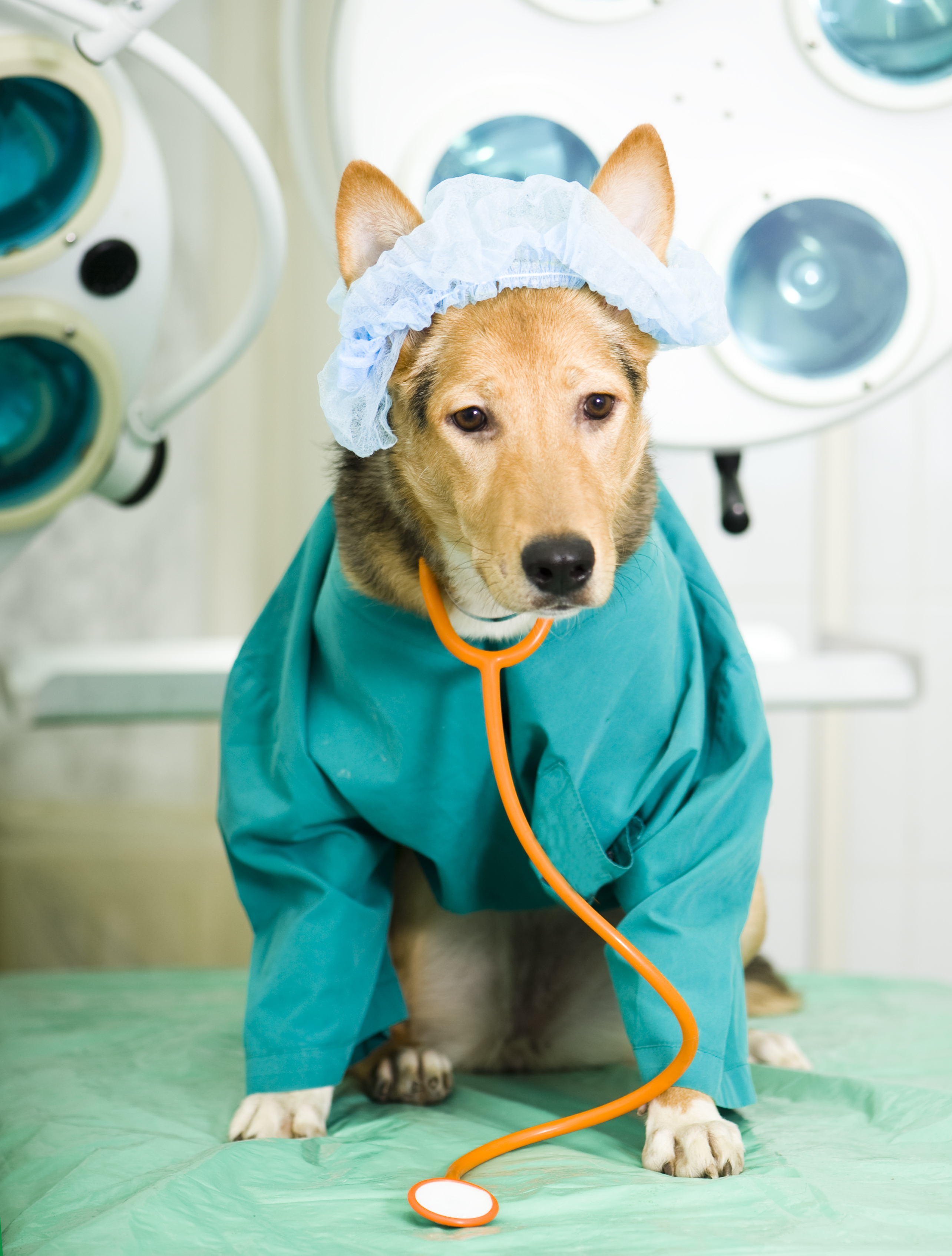 Dog with Scrubs and Stethoscope