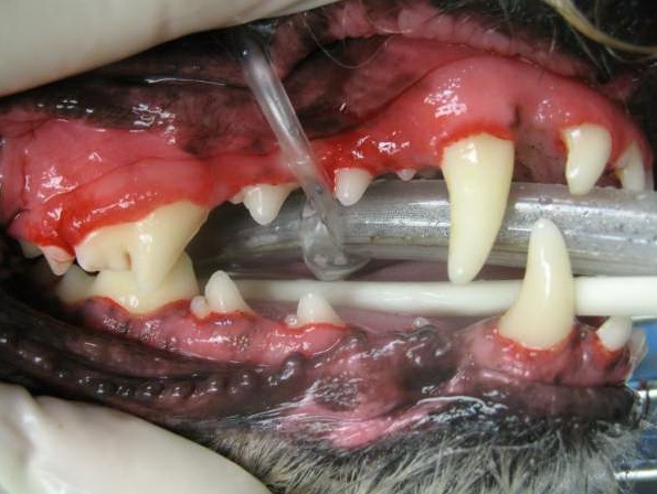 Dog Dental Cleaning After